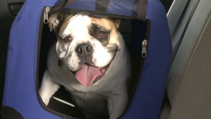 A-Halloween-Puppy_01