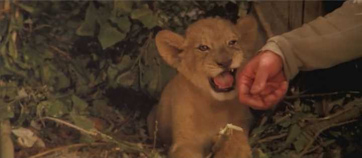 ROAR (1981). Director: Noel Marshall. Cinematographer: Jan de Bont.